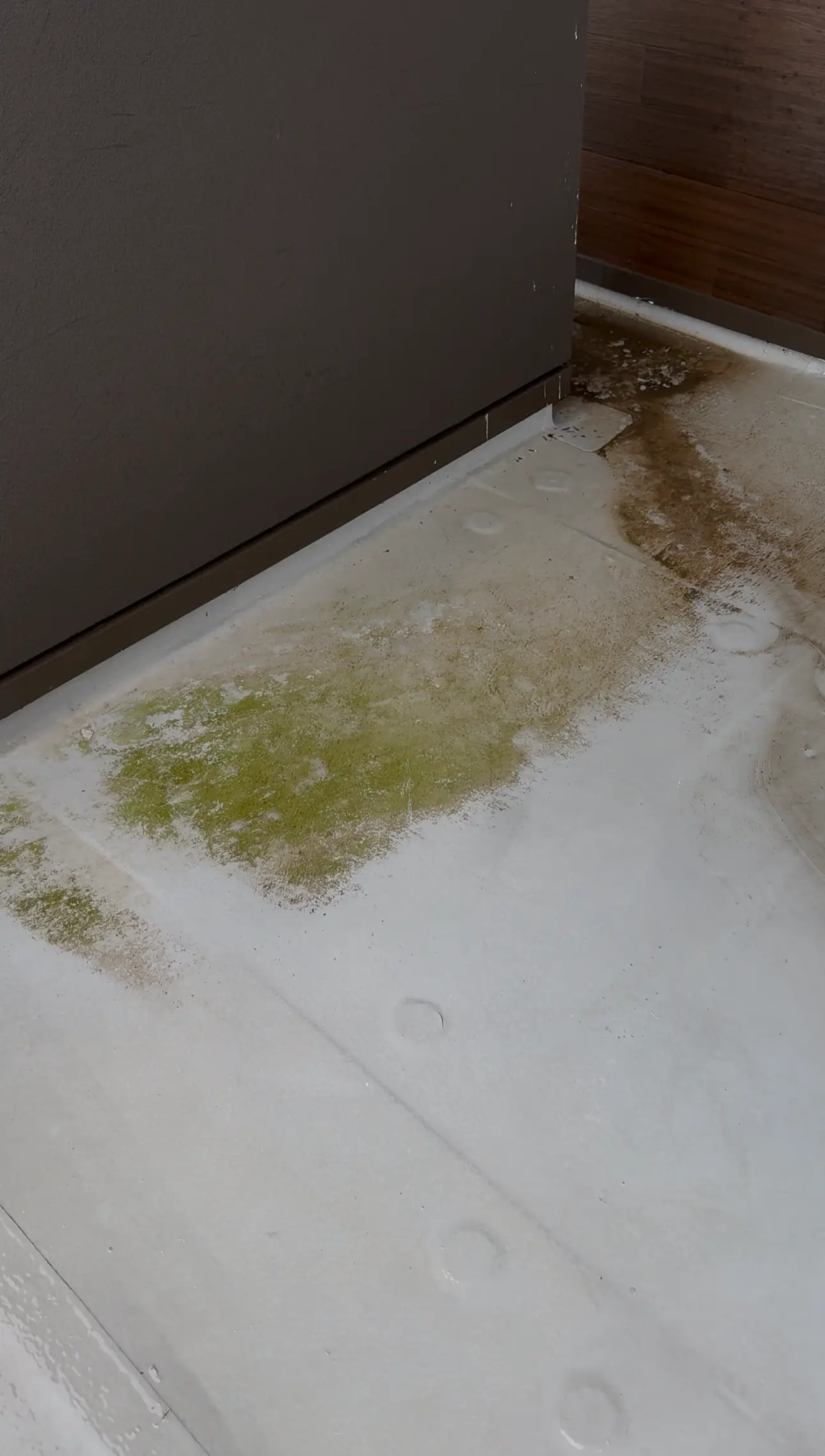 A white TPO roof deck with a spreading patch of green algae along the base of the wall, brown staining running off to the right and the round fastener plates showing through the membrane